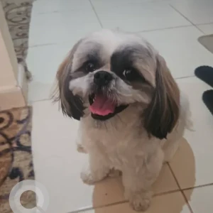 A White-Brown Mix Shih Tzu Dog Missing from AL RIGGA NEAR SAFADI BUIDLING
