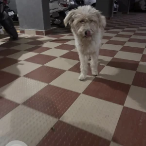 A White Poodle Dog Found from Westend Heights (DLF) gate-2