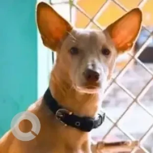 A White-Brown Mix Indie Dog Missing from Arumbakkam, Chennai