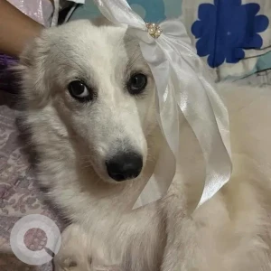 A White Indie mix Dog Missing from Rajgarh, Bylane 11