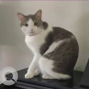 A White and Grey Domestic Shorthair Cat Missing from Jumeirah District Circle(District 14)