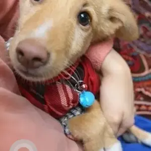 A White-Brown Mix Indie Dog Missing from Budh Vihar Phase 2-2