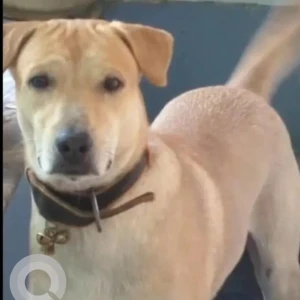 A White Indie mix Dog Missing from Yashwant Nagar, Ponda