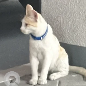 A White Domestic Shorthair Cat Found from Azizi Mirage Studio City
