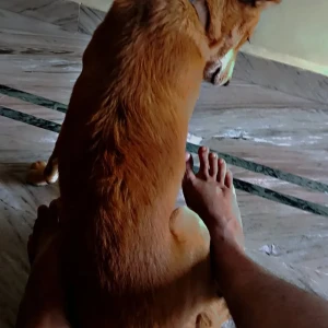 A White-Brown Mix Indie Dog Missing from Big Mishra Peda, Taleigao-3