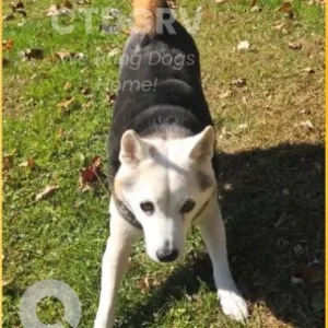 A Black and White Shiba Inu Dog Missing from Candlewood Lake/ Mill Pond Road