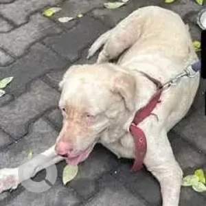 A White-Brown Mix Labrador Dog Found from Saligramam, Chennai-2