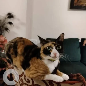 A Black and White Indie Cat Missing from Neelamber bldg, Peddar road-3