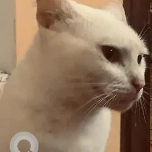 A White Indie Cat Missing from Panaji