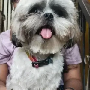 A White-Brown Mix Shih Tzu Dog Missing from Bengaluru