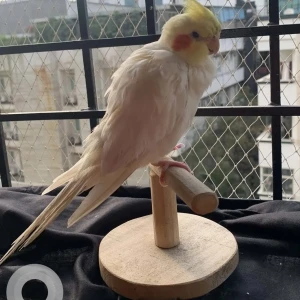 A White Cockatiel Bird Missing from Kothaguda-3