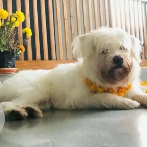 A White Lasha Apsho Dog Missing from Lingding near Junior High School