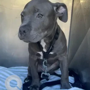 A White and Grey Pitbull mix Dog Found from E 8th St, South Boston