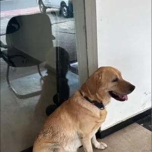 A White-Brown Mix Indie Dog Found from Nehru Nagar