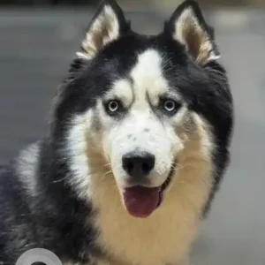 A Black and White Husky Dog Missing from Sri Sai Shiva Colony, Vayun Meadows