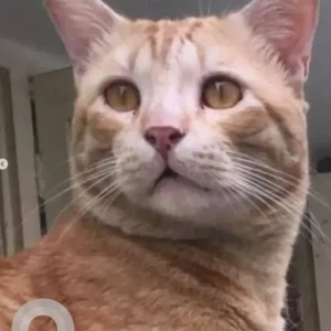 A White-Brown Mix Ginger cat Cat Missing from 9th block Mallathahalli