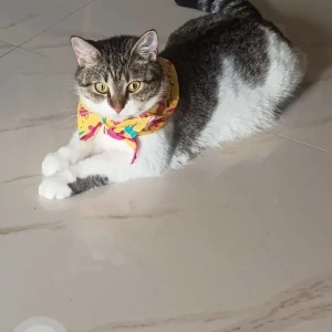 A Grey-White Mix Indie Cat Missing from Bandra west Turner road-2
