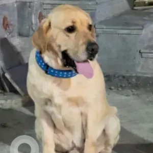 A White Labrador Dog Missing from Chinchwad