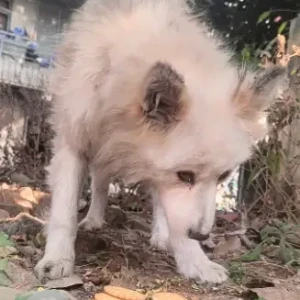 A White Pomeranian Mix Dog Found from balaju