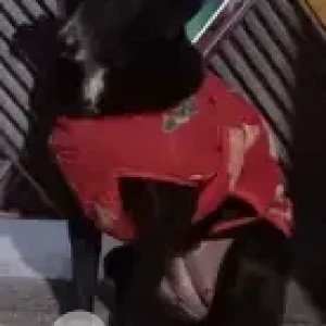 A Black Indie Dog Found from b1/82, Janakpuri-2