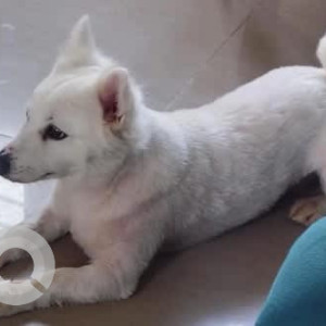 A White Pomeranian Dog Missing from Koppa, Bengaluru-3