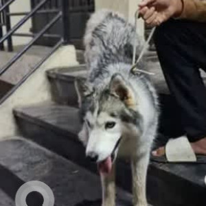 A White and Grey Husky Dog Found from Kumaraswamy Layout, Bengaluru-2