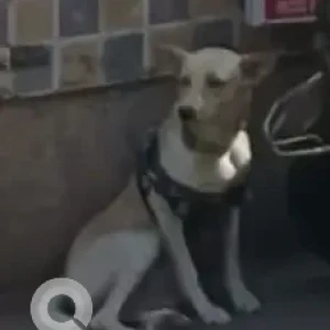 A White-Brown Mix Indie Dog Found from Kandivali West