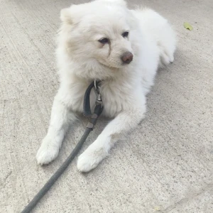 A White Pomeranian Dog Found from Sunnam Cheruvu Park, Gayatri Nagar