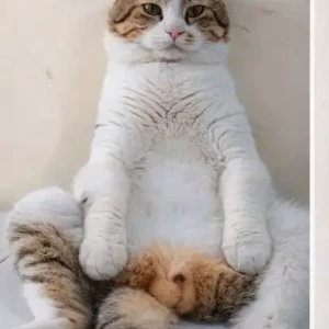 A White-Brown Mix Tabby Cat Missing from Meena Bazar, bur Dubai