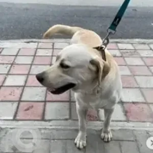 A White-Brown Mix Labrador Dog Found from Koramangala, Bengaluru