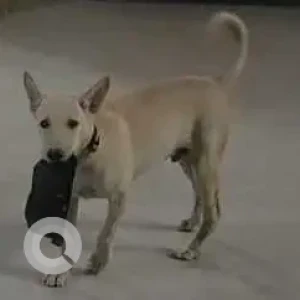 A White Indie Dog Missing from Parking Area of Nirala Aspire