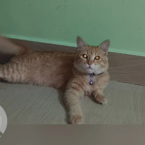 A White-Brown Mix Ginger cat Cat Missing from Singasandra ,Prabhu Layout-2