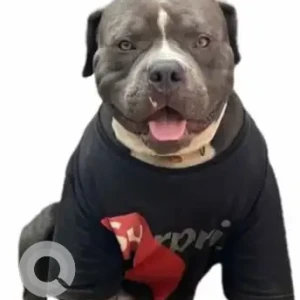 A Grey-White Mix American Bully Dog Missing from Karishma Hills-2