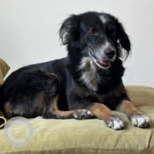 A Black and White Indie Dog Missing from Greater Hyderabad Municipal Corporation Central Zone, Hyderabad