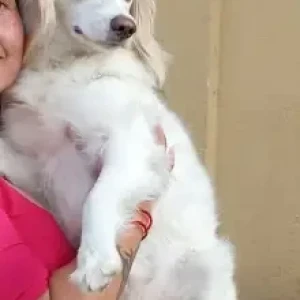 A White Mix Dog Missing from Pokhara Bus park