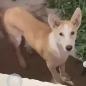 A White-Brown Mix Indie Dog Missing from Garden City University, KR Puram-2