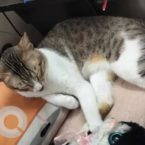 A White-Brown Mix Indie-tabby Cat Missing from Vikhroli Park site, BMC colony-2