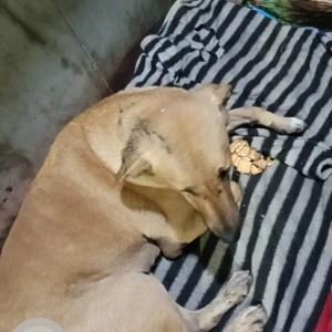 A White-Brown Mix Indie Dog Missing from KIIT school, Pitampura-3