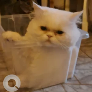 A White Persian Cat Missing from Al Tauba