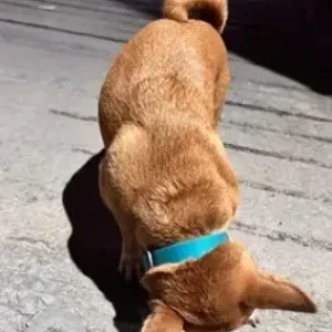 A Brown Indie Dog Found from KR garden, Murugesh Palya-2