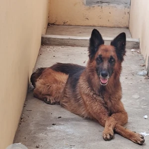 A Black and Brown German Shepherd Dog Found from Tupranpet