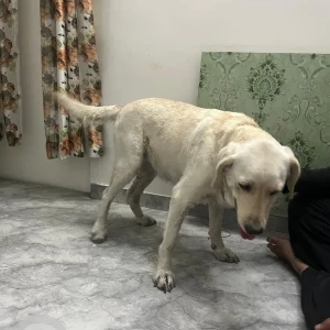 A White Labrador Dog Found from Koodal Nagar, Madurai-2