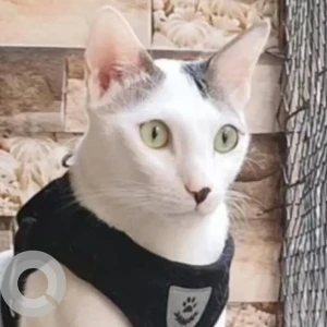 A White Indie Cat Missing from Koparkhairane, Sector 1