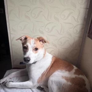 A White-Brown Mix Indie Dog Missing from Greater Hyderabad Municipal Corporation Central Zone, Hyderabad