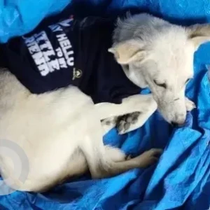 A White Indie Dog Missing from 18 Main Service Rd Opp I/O Bunk, Sec 2 HSR Layout