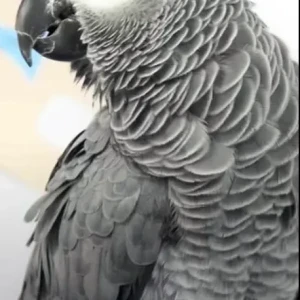 A Grey african parrot Bird Missing from 83rd St, Mirdif