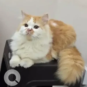 A White-Brown Mix Persian Cat Missing from Peter England, Sahakar Nagar