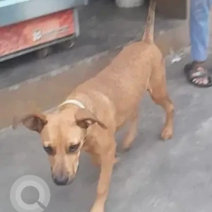 A Brown Indie Dog Missing from J. P. Nagar, Bengaluru-2