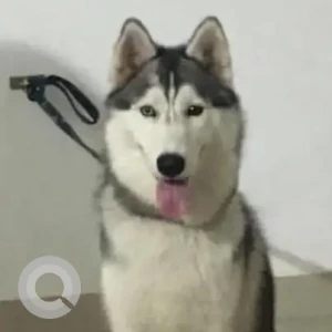 A Black and White Husky Dog Missing from Bopkhel