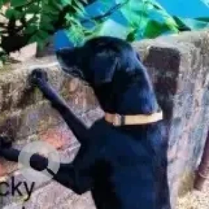 A Black Indie Dog Missing from T. Nagar, Chennai-2